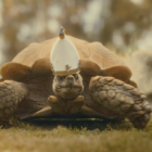 Yeni Elden Ring genişletmesi oybirliğiyle övgüyle karşılandı - İnceleme 10/10 olarak değerlendirildi Creo Gaming