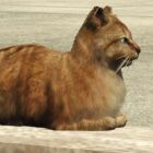 GTA Online'da kedileri nasıl bulacağınızı öğrenin ve fotoğraf yarışmasını tamamlayın Creo Gaming